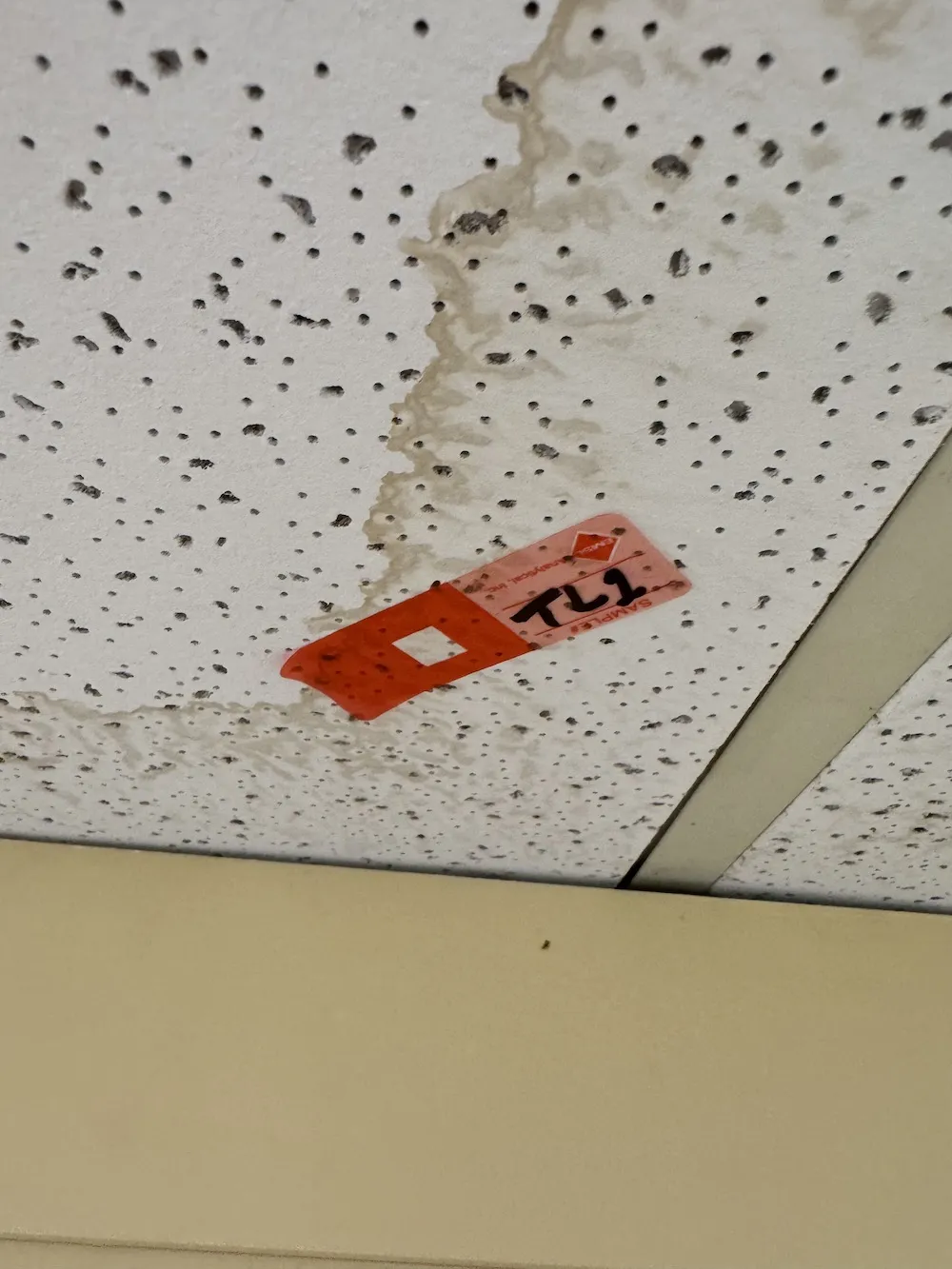 Mold Tape Lift Sample Pic
